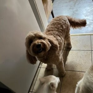 JouJou & Jorgie’s Port Washington Animal Daycare