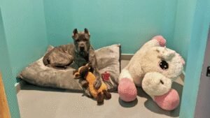 Royal Paws Inc.