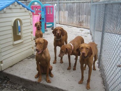 Dog Gone Inn Doggie Daycare