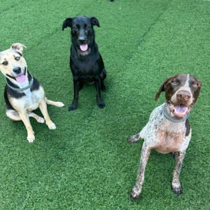 Happy Tails Dog Daycare