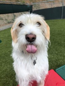 Happy Tails Country Club West