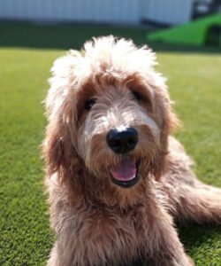 One Lucky Pup