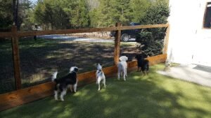 Camp Bark