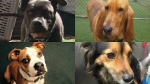 Dogs Best Friend Inc