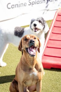Social Pet at Northlake