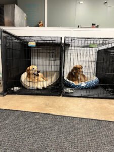 Pet Bazaar NC