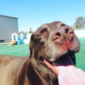 One Lucky Pup