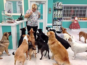 Pet’s Best Friend, Inc.