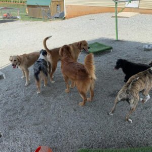 The Woof Den Dog Resort and Daycare