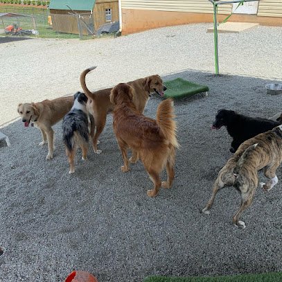 The Woof Den Dog Resort and Daycare