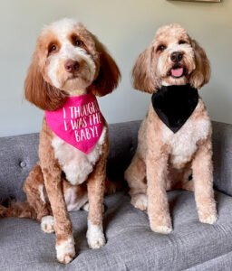 Mosa Pet Spa & Resort