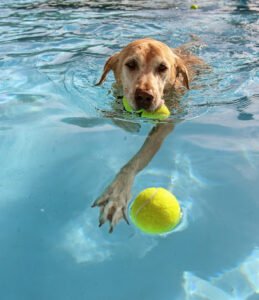 Dog Holiday Resort