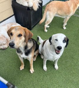 The Diggs at Paws & Claws