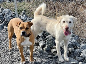 Kanupp Kennels