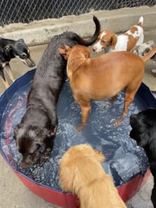 Carolina Doggie Playland