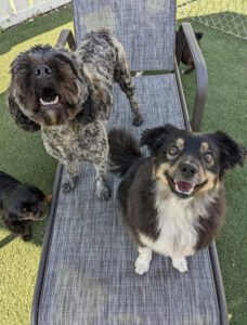 Stay & Play Pet Resort and Spa