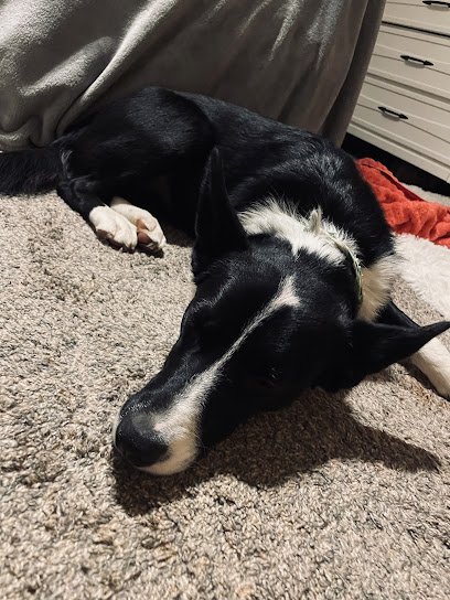 Unleashed Grooming, Boarding & Dog Daycare