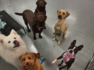 Collar Club Doggie Daycare