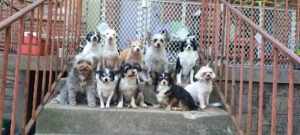 wagfest