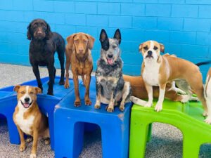 Hounds Town Springboro