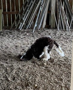 Pups, Mutts and Misfits