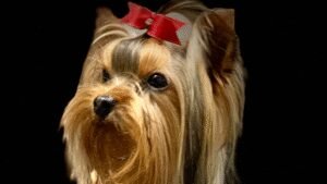 Turning Tails Pet Company