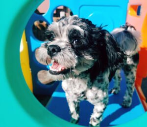 Lucky Dog Day Care