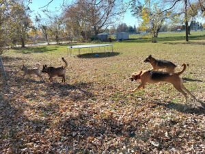 The WoofPack LLC