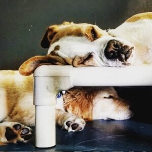 Canine Social Club