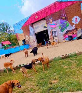 Fuzzz PlayGround