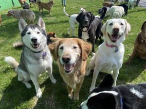 Playful Pets