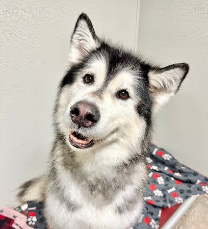 Red Dog Pet Resort & Spa Springdale