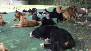 K9 Country Club
