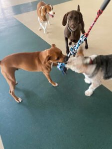 Pooch Palace