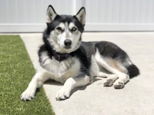 Red Dog Pet Resort & Spa