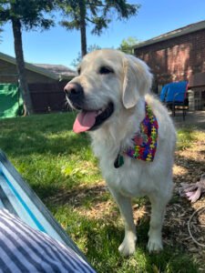 Doggie Retreat