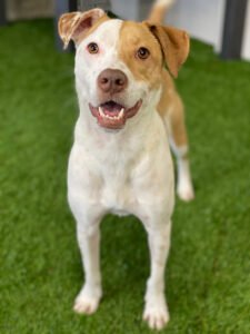 41K9 Dog Daycare & Boarding