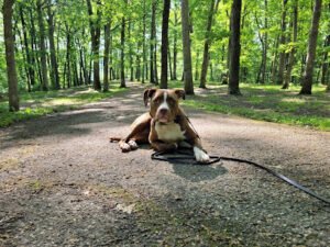 Ashland Doggy Daycare, LLC