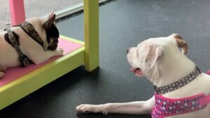 Wishbone Doggy Play and Stay