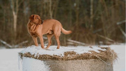 The Red Dog Ranch