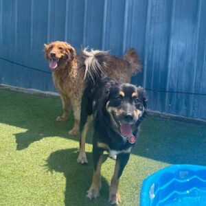 The Pampered Paw Pet Resort & Spa