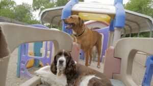Central Park Dog Daycare