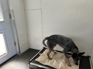 Kings Valley Dog Boarding, LLC