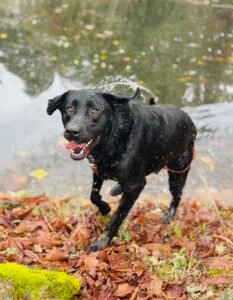 Orchard Point Kennels