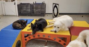 Barklandia