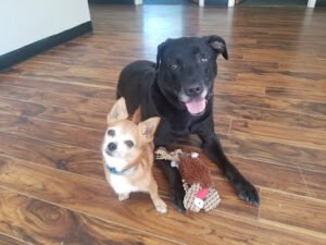 Lu & Rue’s Doggy Daycare & Grooming