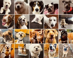 Safe & Hound Doggy Daycare
