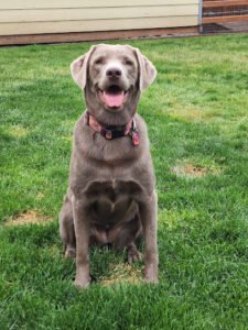 West Eugene Kennels