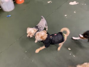 A Dog Gone Good Place