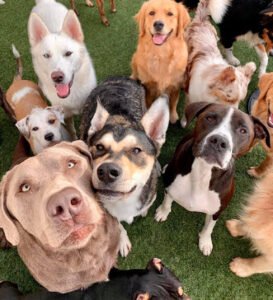 Wags Pet Resort – Sherwood